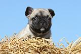 BOULEDOGUE FRANCAIS 601